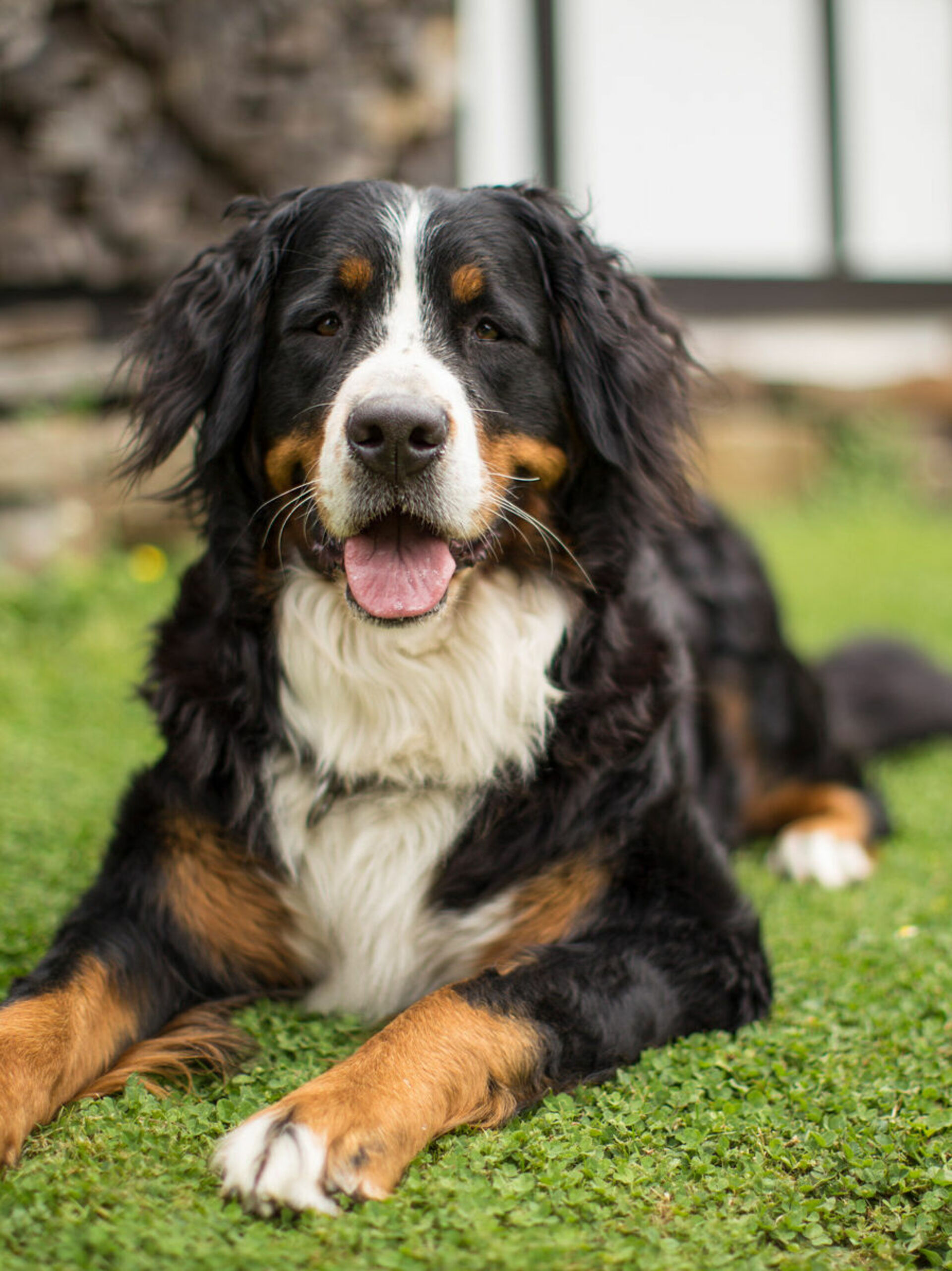 Hund auf Wiese 