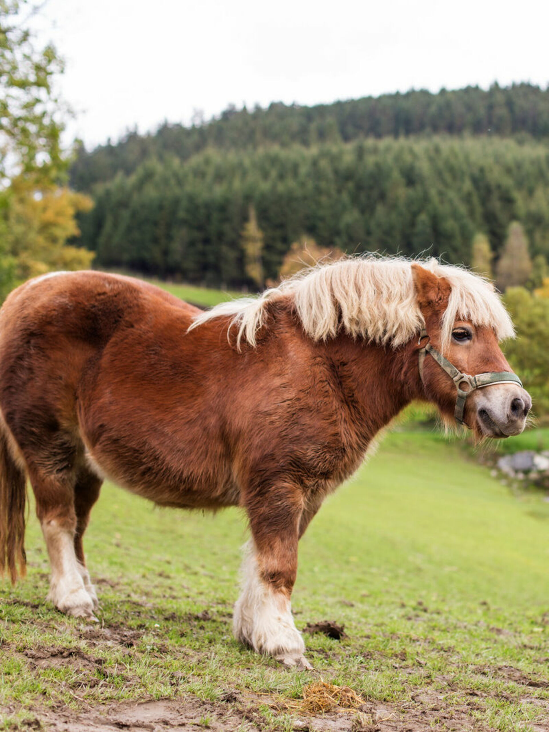 Pony steht auf der Weide des Ferienbauernhofes Stratmann in Schmallenberg - Kirchilpe.