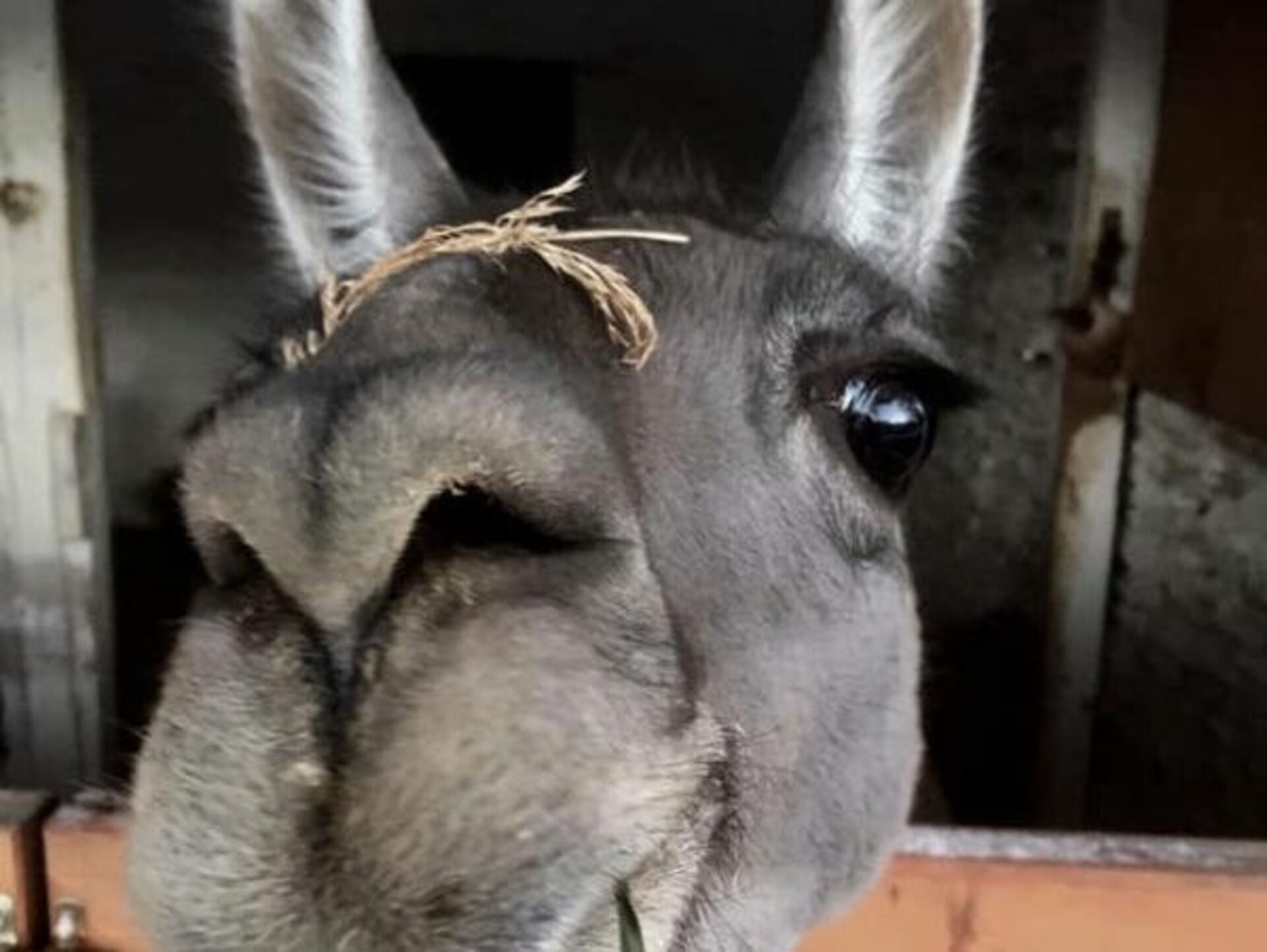 Lama im Stall auf Filuschs Farm