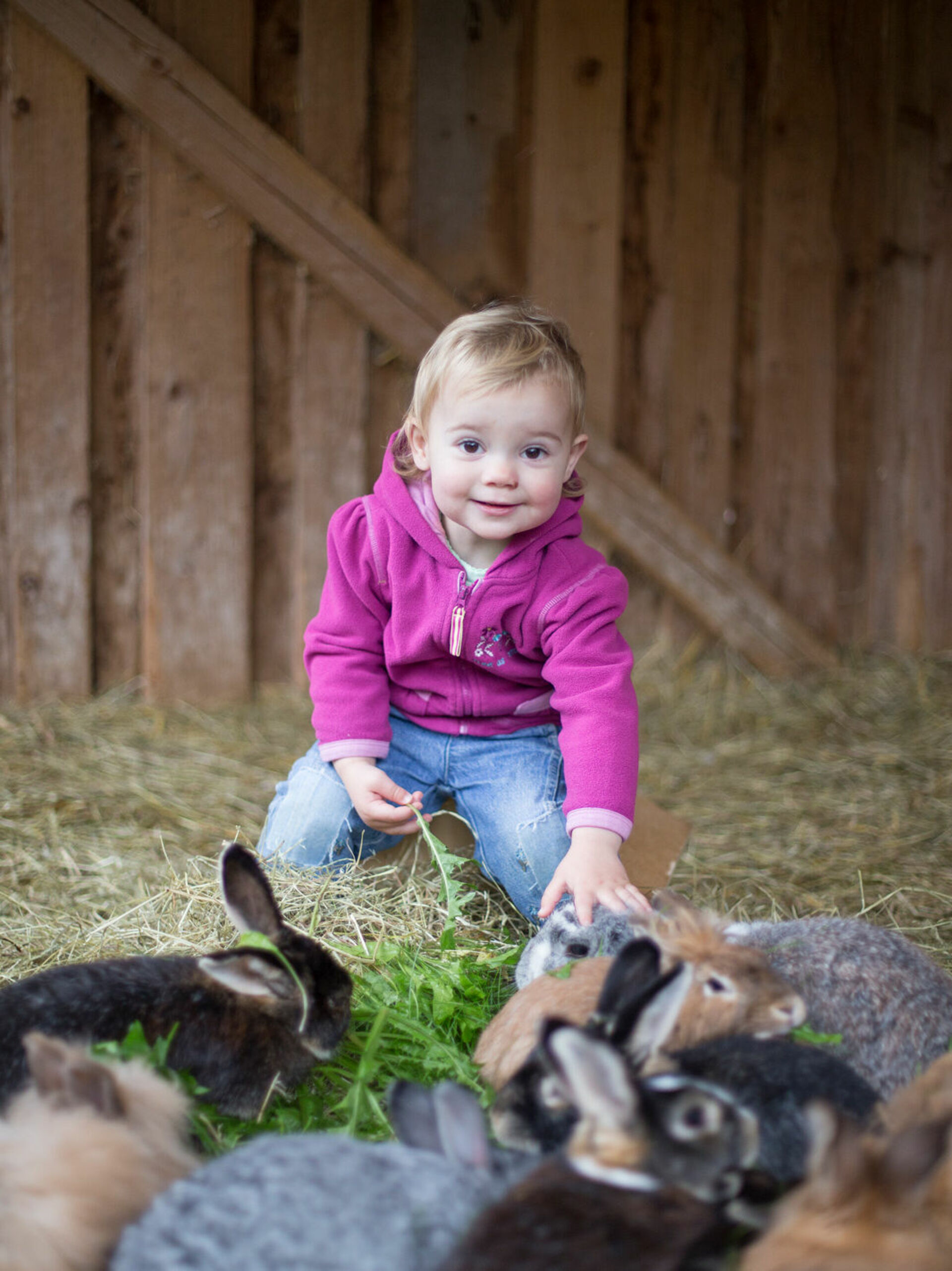 Fütterung und Pflege der Hasen auf dem Bio-Ferienbauernhof Voß im Schmallenberger Kinderland.