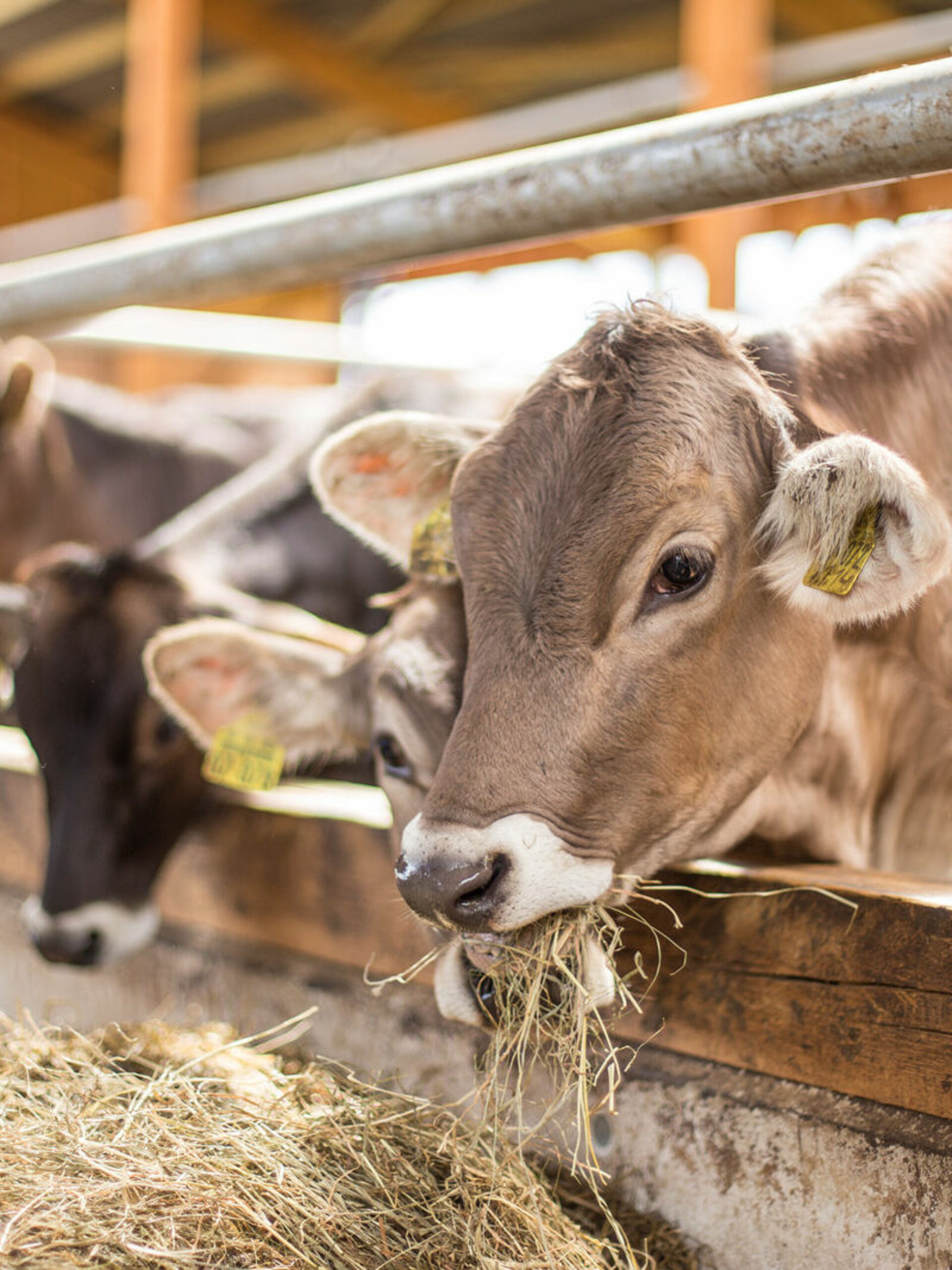 Kühe bei der Fütterung auf dem Ferienhof Belke-Spork im Schmallenberger Sauerland.