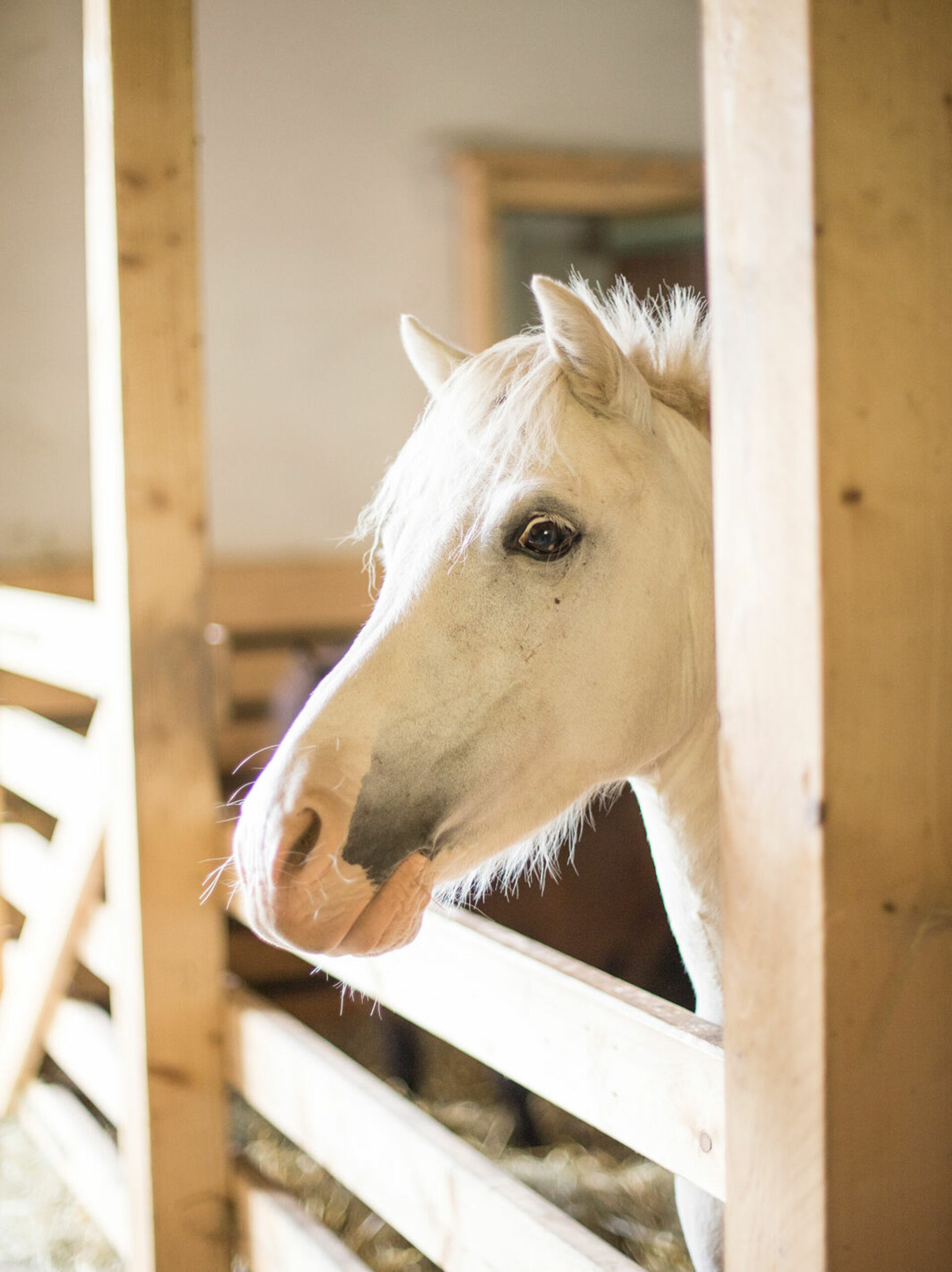 Pferde und Ponys auf dem Ferienhof Schütte-Mühle in Schmallenberg-Nordenau